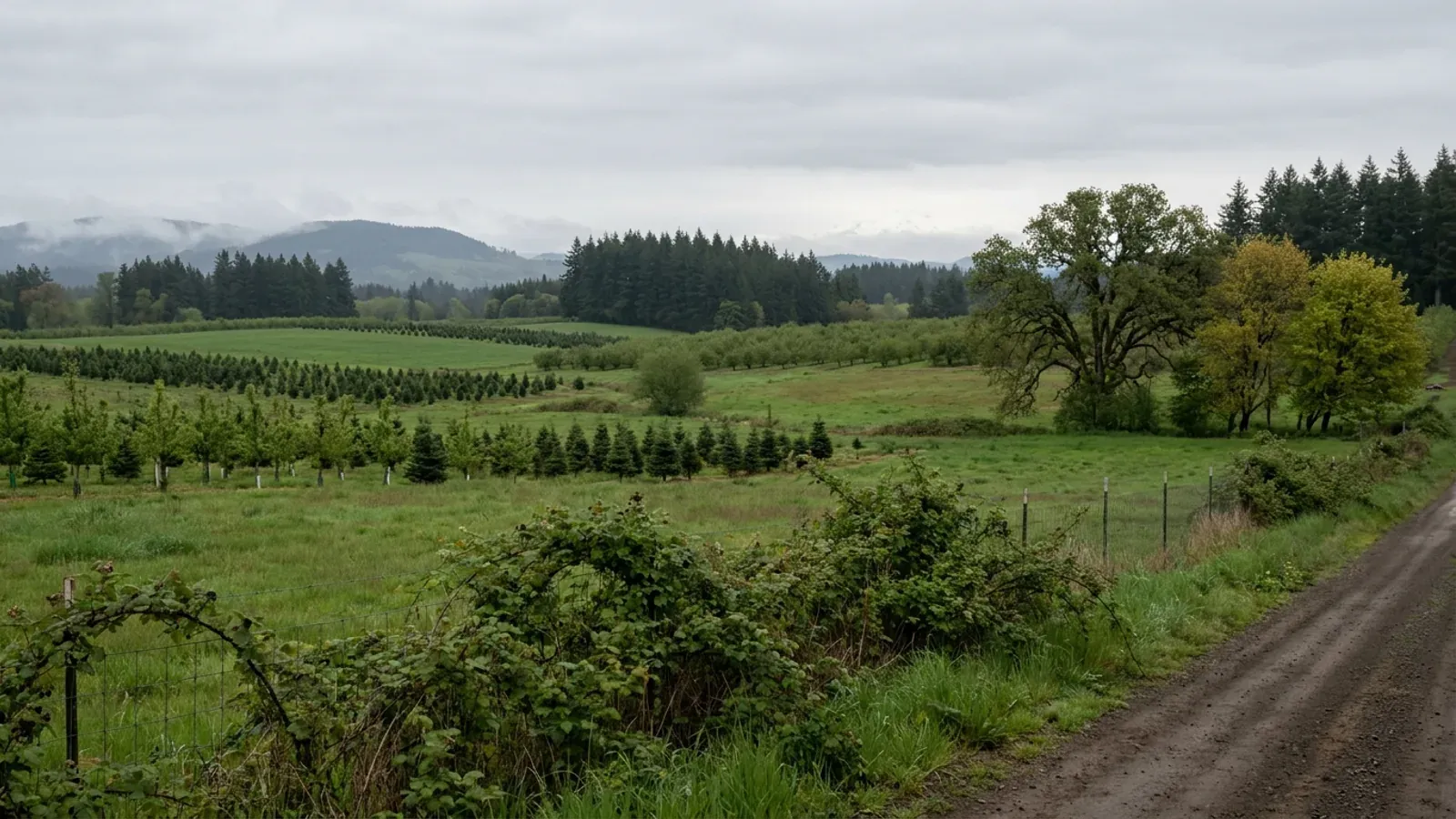 Northern Willamette Valley farmland under low cloud, with rows of young Christmas trees, an orchard, a spreading oak and Douglas-fir woodlots on the hills.